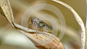 Brown leafhopper on a blade of grass