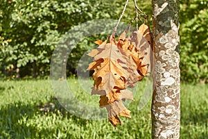 Brown leafs in the countryside