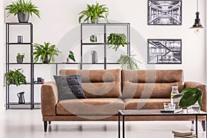 Brown leather sofa and table in white living room interior with plants on shelves and posters. Real photo