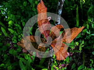 Brown Leave Plant with a Green Background