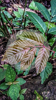 Brown leaves