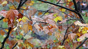 Brown leaves, autumn, in the rain