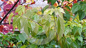 Brown leaves, autumn, in the rain