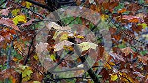 Brown leaves, autumn, in the rain