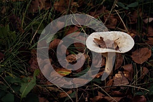 Brown leaves in a divot in a white mushroom photo