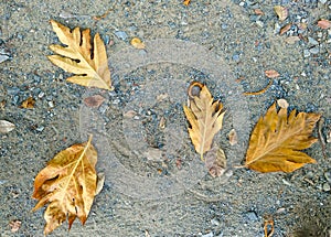 Brown leaves fall on the ground