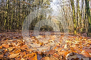 Brown leaves on a forest path