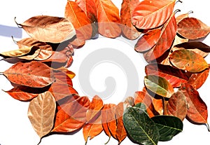 Brown leaves frame with copy space