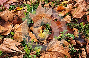 Brown leaves on green grass in autumn.