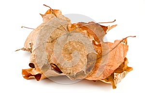 Brown Leaves isolated on a white background