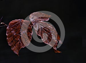 Brown leaves in a low key on a dark background, Friesland, The Neherlands