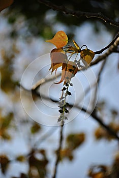 Brown leaves with small green buddies