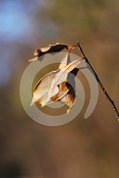 Brown leaves on a sunny winter day