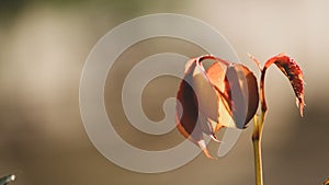 Brown leaves with whitish blackish background