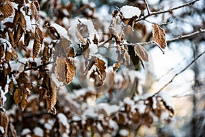 Brown leaves in winter, covered with snow