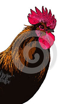 Brown Leghorn rooster portrait