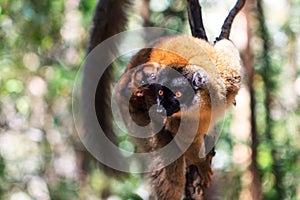 Brown lemur with baby