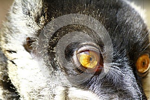 Brown Lemur (Eulemur fulvus fulvus)