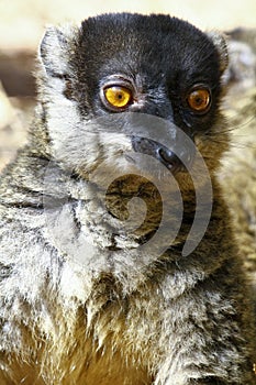 Brown Lemur (Eulemur fulvus fulvus)