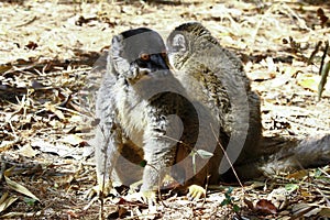 Brown Lemur (Eulemur fulvus fulvus)