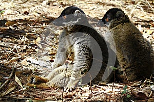 Brown Lemur (Eulemur fulvus fulvus)