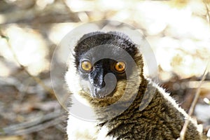 Brown Lemur (Eulemur fulvus fulvus), madagascar