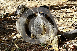 Brown Lemur (Eulemur fulvus fulvus), madagascar