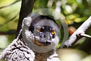 Brown Lemur (Eulemur fulvus fulvus), madagascar