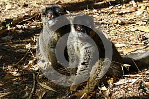 Brown Lemur (Eulemur fulvus fulvus), madagascar