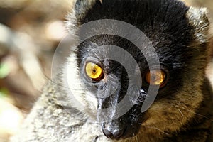 Brown Lemur (Eulemur fulvus fulvus), madagascar