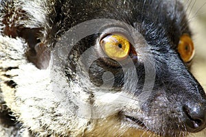 Brown Lemur (Eulemur fulvus fulvus), madagascar