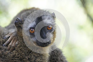 Brown lemur in Isalo National Park, Madagascar