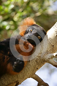 Brown lemur lied on a branch