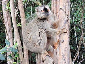 Brown Lemur or Maki, Sitting against a tree trunk, Madagascar, Africa