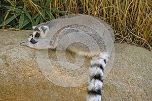 Brown lemur with striped tail sleeping on the rock close-up. Wildlife concept