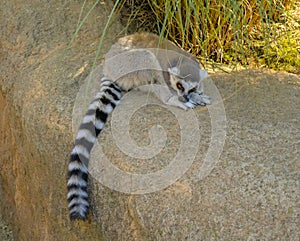 Brown lemur with striped tail sleeping on the rock close-up. Wildlife concept