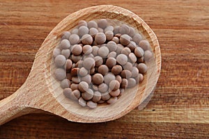 Brown lentils on a spoon