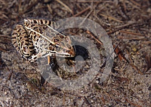 Brown Leopard Frog