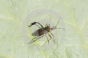 Leptoglossus Bug In Sunlight On Pumpkin Leaf