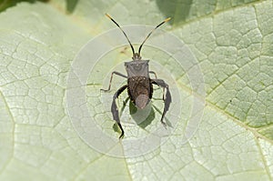 Back Of Leptoglossus Bug On Pumpkin Leaf photo