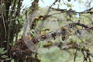 Brown lichens grow on a humid and cold hilltop tree in a forest