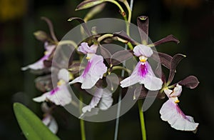 Brown and light pink Oncidium orchid flower