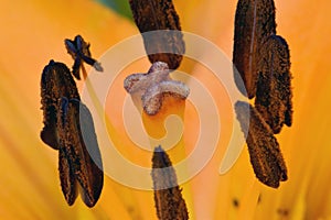 Brown Lily Anthers with Stamen