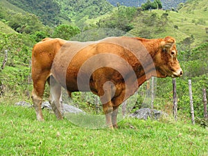 Brown Limousin bull