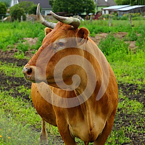A brown limousine cow in a pasture photo