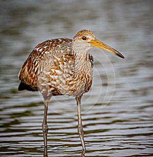 A brown limpkin searches for clams in the shallow water