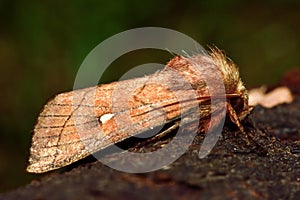 Brown-line bright-eye (Mythimna conigera) moth in profile