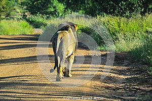 A brown lion king walking away from the camera in Pilanesberg national park