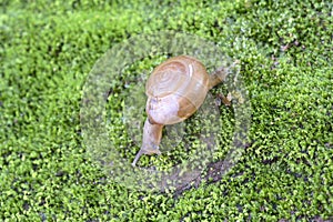 Brown Lipped Snail crawling