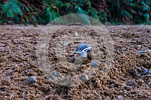 A brown-lipped snail crawling across a sandy path